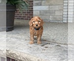 Small Photo #2 Goldendoodle Puppy For Sale in WOLCOTT, IN, USA