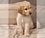 Small Photo #11 Goldendoodle Puppy For Sale in CORRYTON, TN, USA