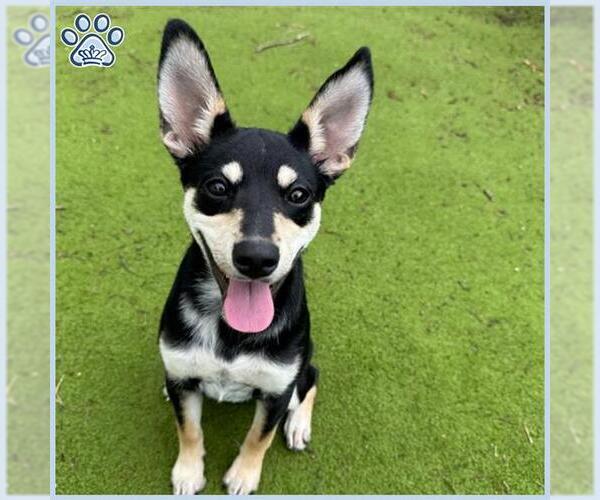 Medium Photo #1 Australian Kelpie Puppy For Sale in Sugar Land, TX, USA