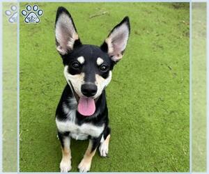 Australian Kelpie Dogs for adoption in Sugar Land, TX, USA