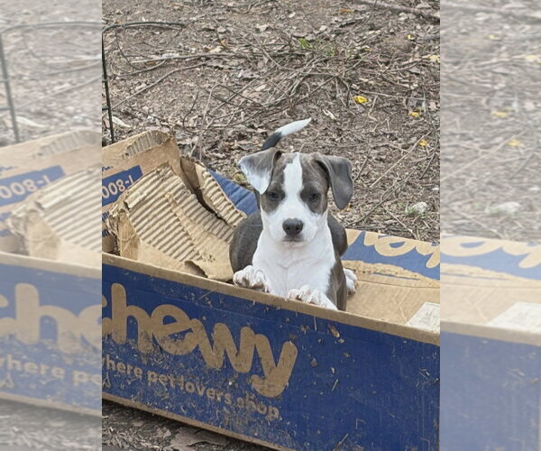 Medium Photo #2 Mutt Puppy For Sale in Candler, NC, USA