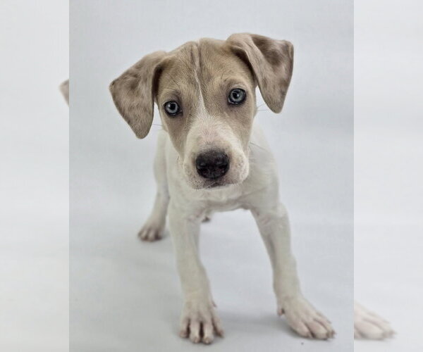Medium Photo #2 Great Dane-Unknown Mix Puppy For Sale in Lakewood, CO, USA