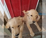 Puppy Logan  AKC Golden Retriever