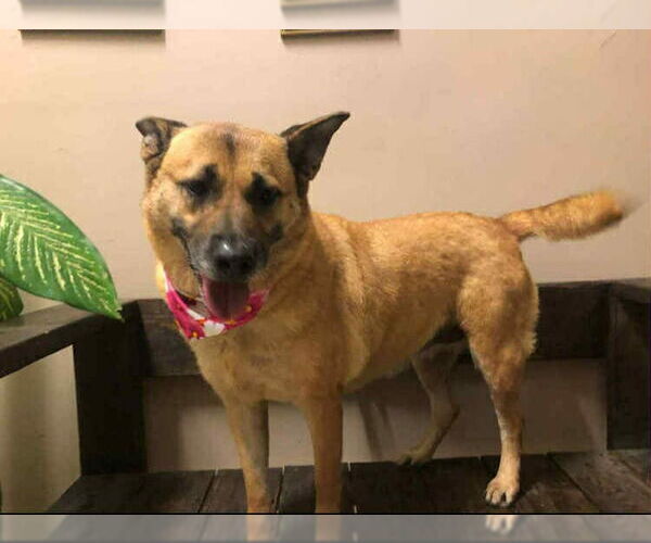 Medium Photo #5 Mutt Puppy For Sale in Escondido, CA, USA