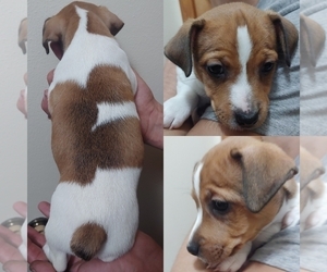 Jack Russell Terrier Puppy for sale in LIVE OAK, FL, USA