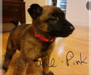Dutch Shepherd Dog-German Shepherd Dog Mix Puppy for sale in SPRING HILL, TN, USA