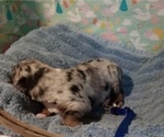 Small Photo #17 Australian Shepherd Puppy For Sale in SYLVA, NC, USA