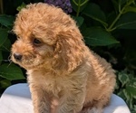 Small Photo #31 Cavapoo Puppy For Sale in GOSHEN, IN, USA