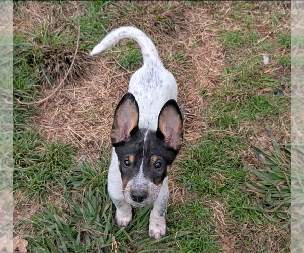 Medium Photo #3 Mutt Puppy For Sale in Lakewood, CO, USA