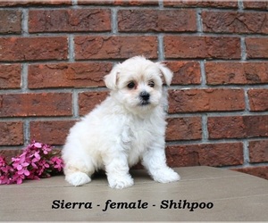 Shih-Poo Puppy for sale in CLARKRANGE, TN, USA