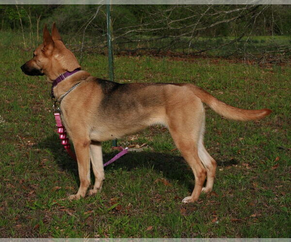 Medium Photo #3 German Shepherd Dog-Unknown Mix Puppy For Sale in Attalka, AL, USA