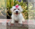Small Photo #3 Maltipoo Puppy For Sale in RANCHO CALIFORNIA, CA, USA