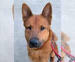 Small #1 Chow Chow Mix