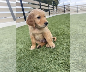 Golden Retriever Puppy for sale in OCEANSIDE, CA, USA