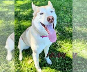 Athena & Iris - Female Siberian Husky Dog for Adoption - Photo #4