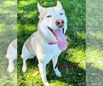 Small #3 Siberian Husky