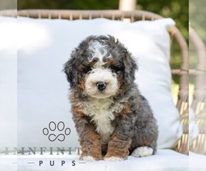 Bernedoodle (Miniature) Puppy for sale in NARVON, PA, USA