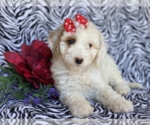 Double Doodle Puppy for sale in EAST EARL, PA, USA