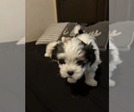 Small Photo #16 Morkie Puppy For Sale in CHICAGO, IL, USA