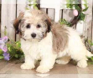 Havanese Puppy for sale in MOUNT VERNON, OH, USA