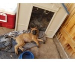 Small Photo #11 Belgian Malinois Puppy For Sale in KATY, TX, USA