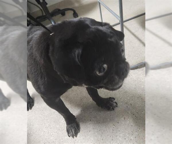 Medium Photo #1 Pug Puppy For Sale in Bakersfield, CA, USA