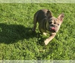 Small #2 French Bulldog