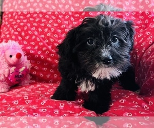 Coton de Tulear Puppy for sale in AMSTERDAM, MO, USA