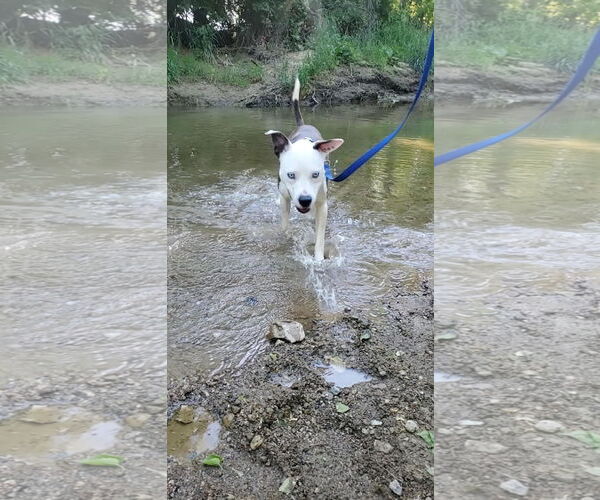 Medium Photo #11 American Pit Bull Terrier-Unknown Mix Puppy For Sale in Germantown, OH, USA