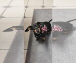 Small Photo #2 Dachshund Puppy For Sale in Fruitland, SC, USA