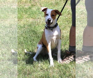 Labrador Retriever-Rat Terrier Mix Dogs for adoption in Bandera, TX, USA