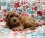 Small #10 Cavapoo