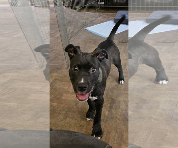 Medium Photo #14 American Pit Bull Terrier-Labrador Retriever Mix Puppy For Sale in San Diego, CA, USA