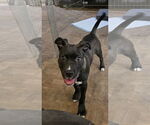 Small #13 American Pit Bull Terrier-Labrador Retriever Mix