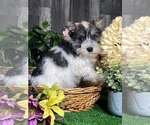 Small #2 Schnauzer (Miniature)