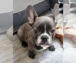 Small French Bulldog