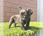 Small Photo #104 French Bulldog Puppy For Sale in ORLANDO, FL, USA