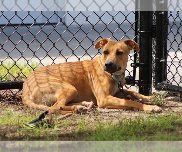 Medium Photo #1 Labrador Retriever-Unknown Mix Puppy For Sale in Ocala, FL, USA