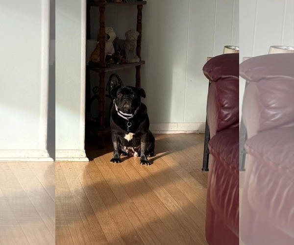 Medium Photo #1 Pug Puppy For Sale in Indianapolis, IN, USA