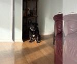 Small Pug