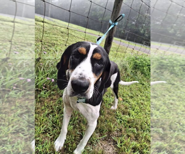 Medium Photo #3 Treeing Walker Coonhound Puppy For Sale in Monterey, VA, USA