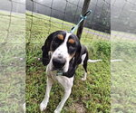Small #2 Treeing Walker Coonhound