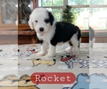 Puppy Rocket Sheepadoodle