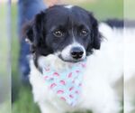 VINE - Male Chihuahua-Unknown Mix Dog for Adoption - Small photo