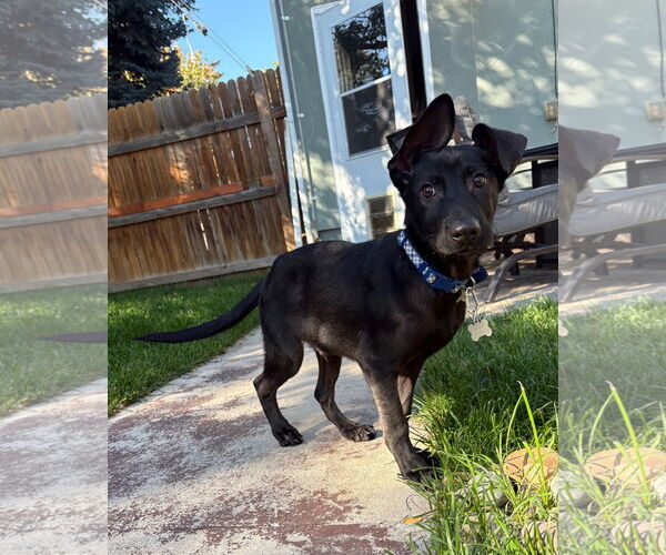 Medium Photo #1 Shepradors Puppy For Sale in Aurora, CO, USA