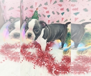 Medium Boston Terrier