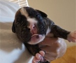 Puppy King Boxer