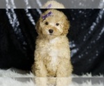 Puppy 13 Poodle (Toy)