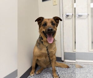 Main medium Rescue Organization Photo
