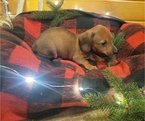 Medium Photo #2 Dachshund Puppy For Sale in WITHEE, WI, USA